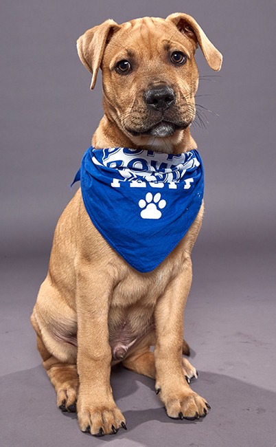 Puppy Bowl XVI